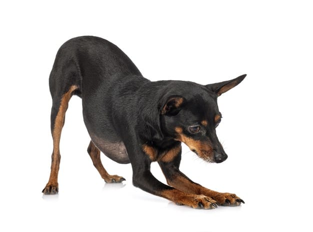 Pinscher 0