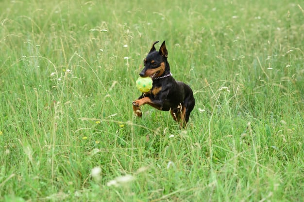 Pinscher 0