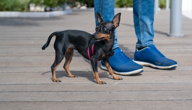 tamanhos do Pinscher 0