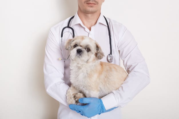 Cachorro com veterinário