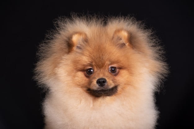 Tosa Lulu da Pomerania: Saiba tudo sobre a toda desse cão 4 portrait spitz dog 95945 145