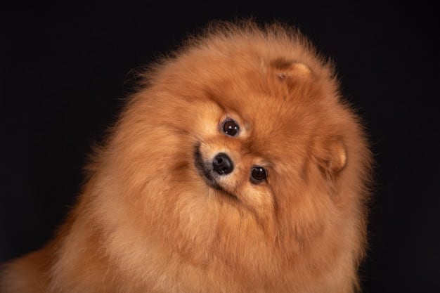 Cães que se dão bem com Chihuahuas: 10 Raças. Confira! 7 cães que se dão bem com Chihuahuas