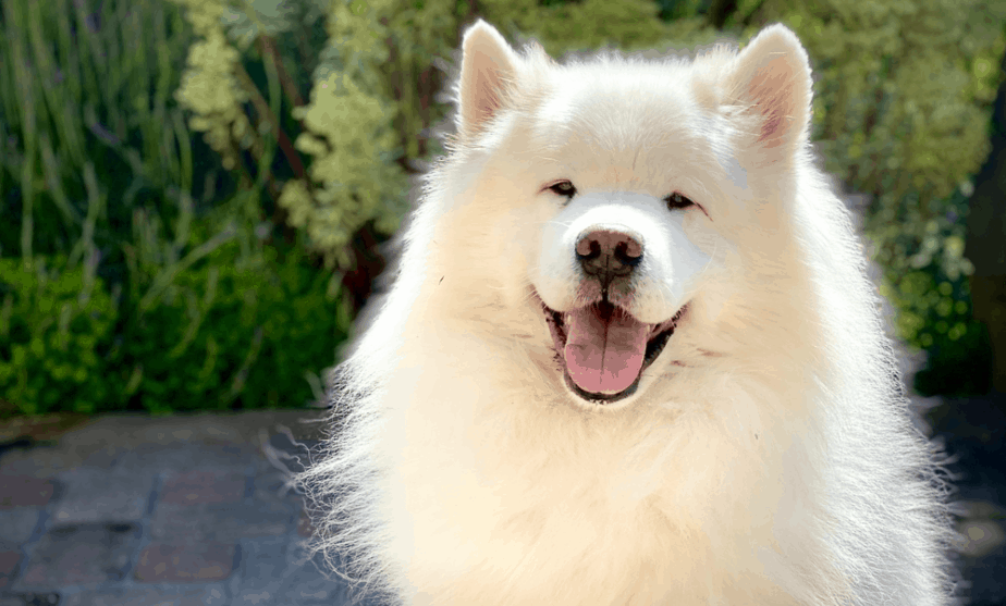 nomes para cachorros brancos