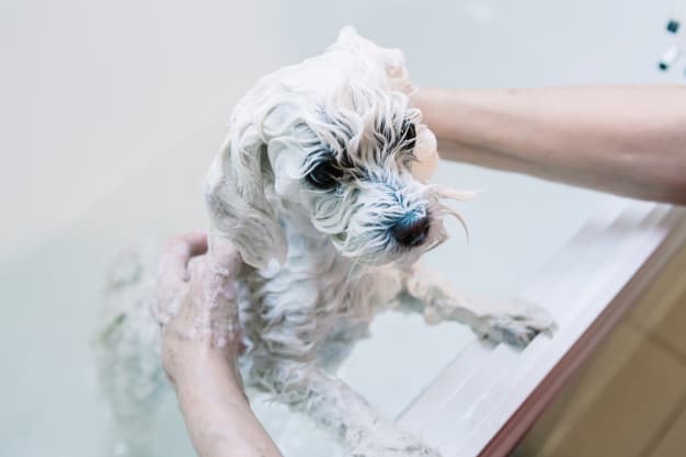Cão tomando banho 