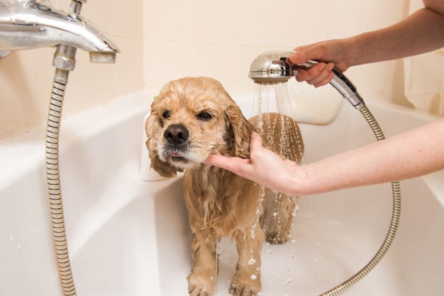Cão tomando banho na banheira