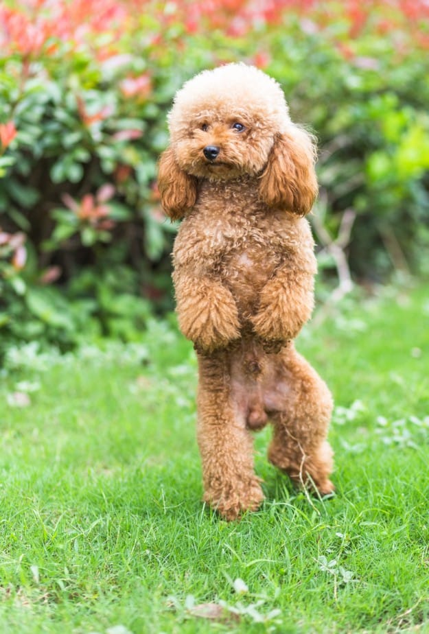 Poodle toy no gramado