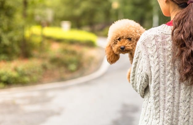 Poodle toy passeando com sua dona