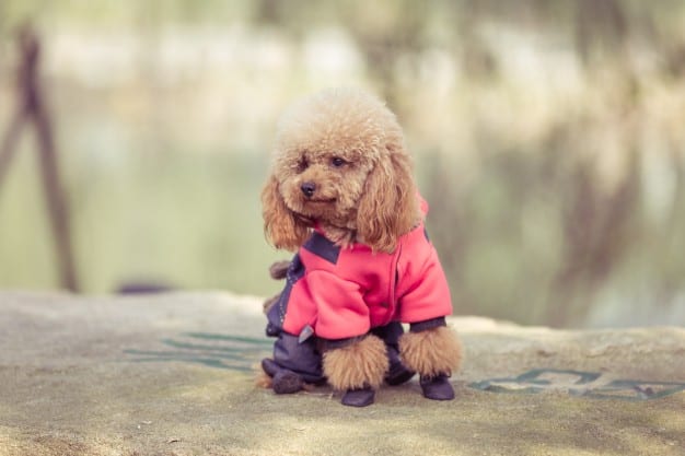 Poodle toy brincando