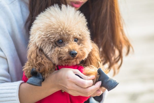 Poodle toy brincando com sua dona