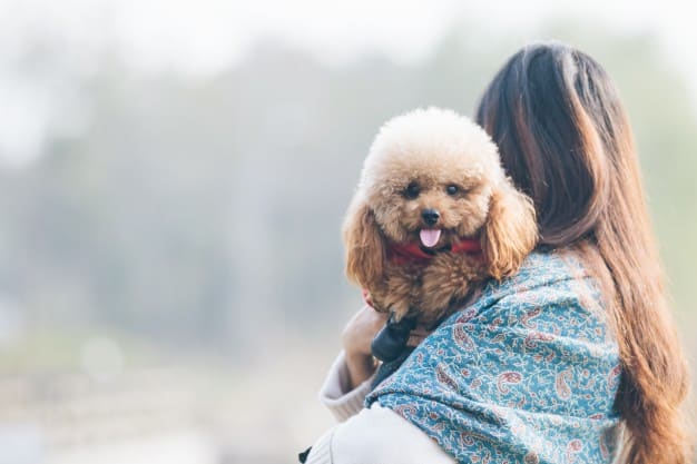 Poodle toy e sua dona