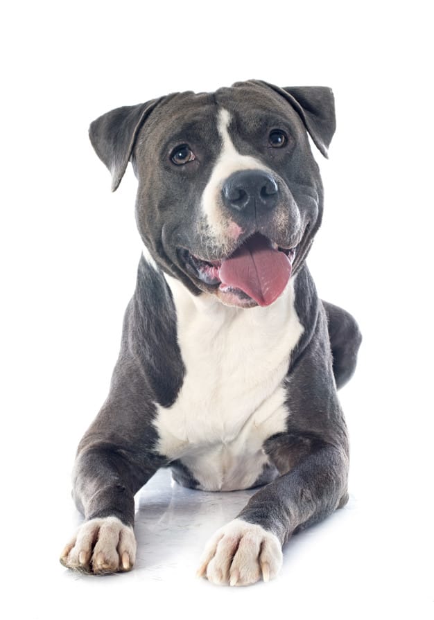Pitbull