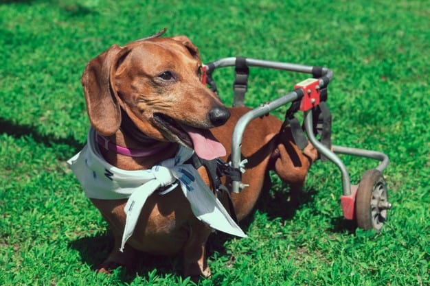 cachorro na cadeira de rodas