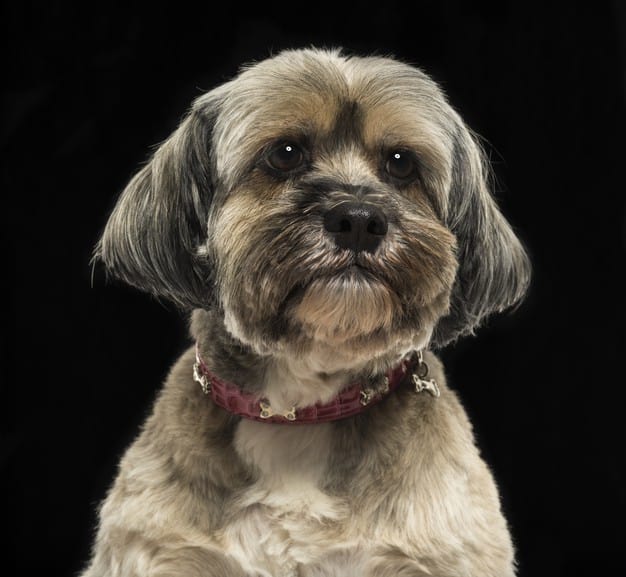 Lhasa Apso