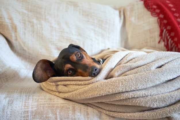 distúrbios comportamentais compulsivos em cães