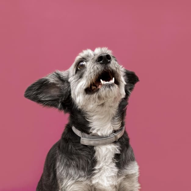 dicas para cuidar do cachorro