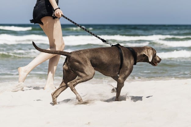 passeando na praia com o cão