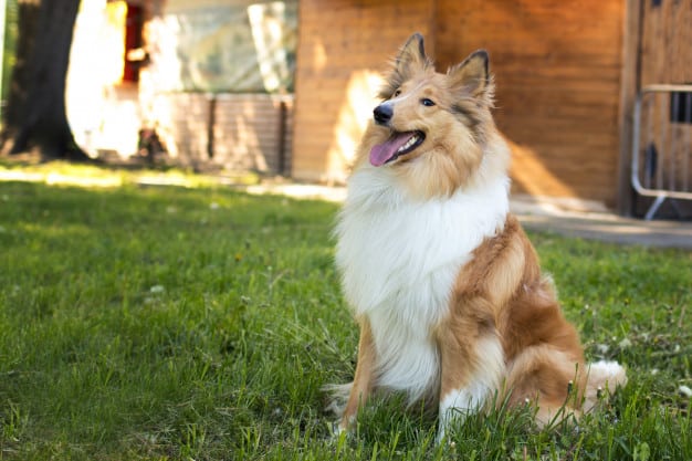 Rough Collie sentado na grama