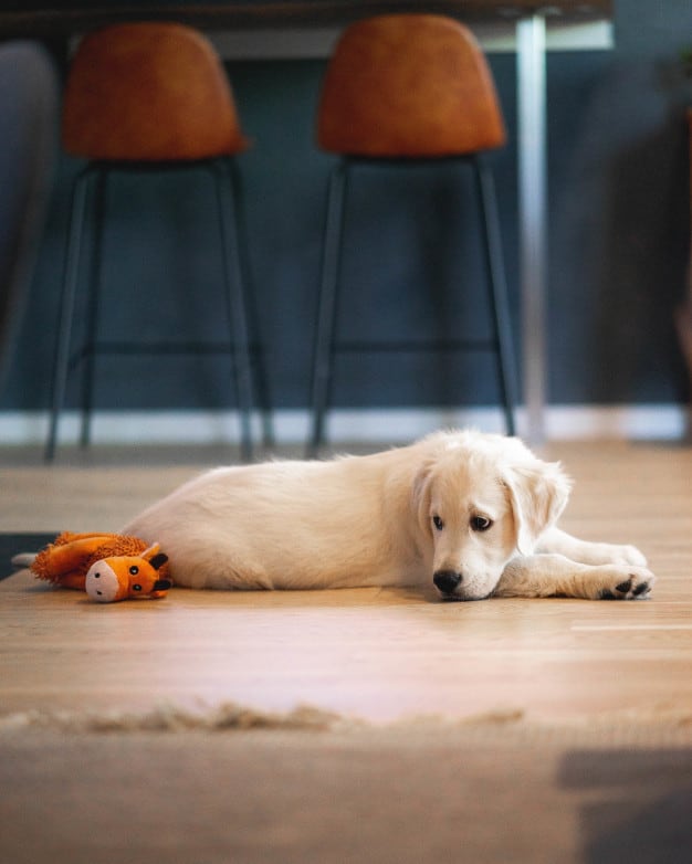 eletroterapia para cachorro