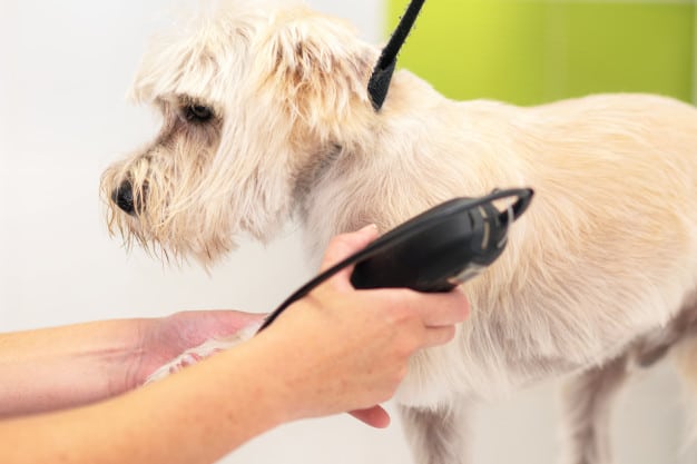 female groomer trimming dog hair with clipper woman working pet shop groomer trimming dog hair with clipper 56854 2509