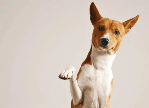 Microchip para cachorro ou rastreador com GPS