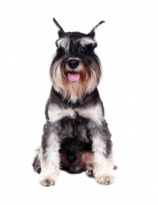 Schnauzer