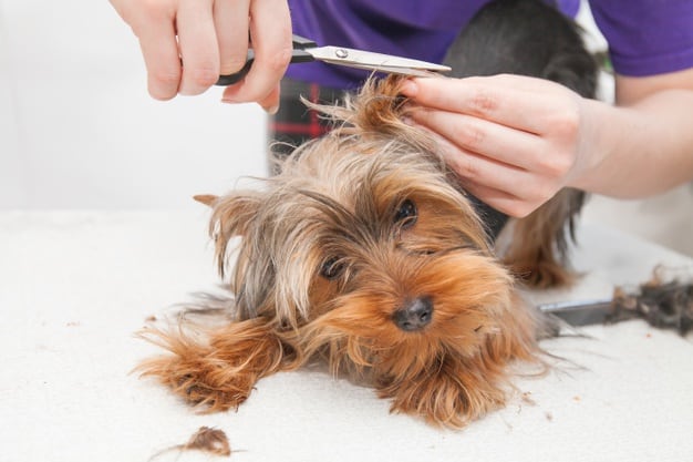 girl cuts small beautiful funny dog 295789 84