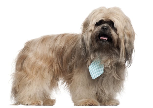 Lhasa Apso