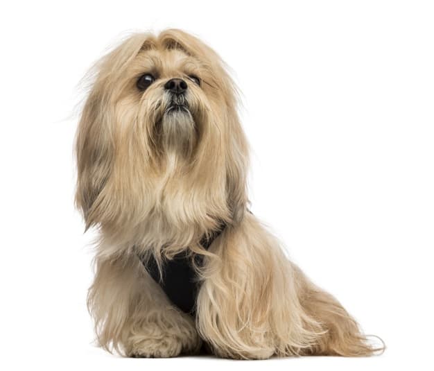lhasa apso sentado isolado no branco 191971 18435