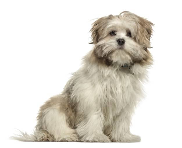 lhasa apso sentado isolado no branco 191971 20797