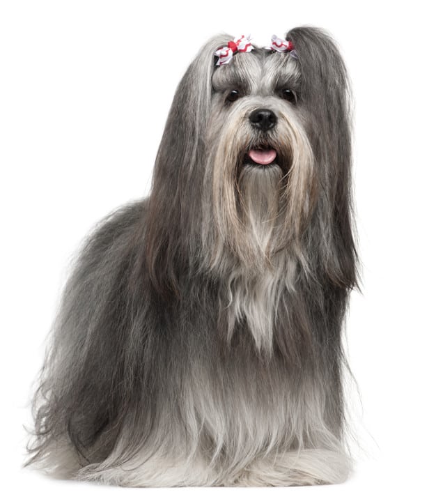 Tosa para Lhasa Apso: Conheça os tipos 1 Lhasa Apso