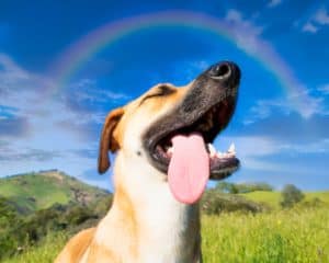 A low angle shot of a cute dog captured under the rainbow in the blue sky