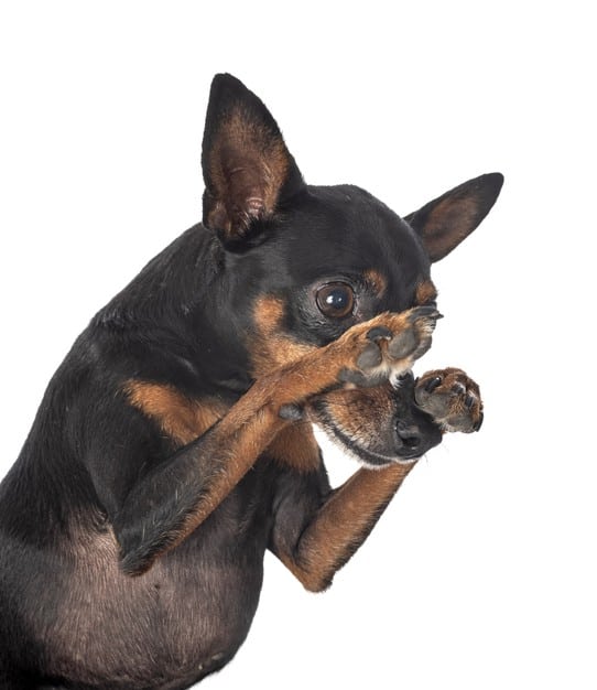 cachorro preto