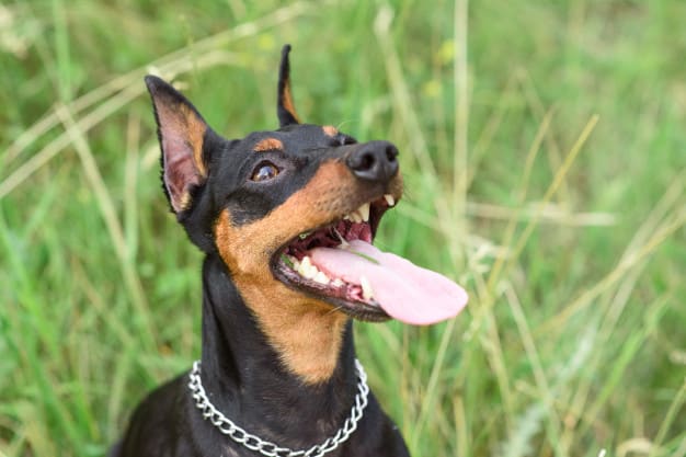 Pinscher alegre