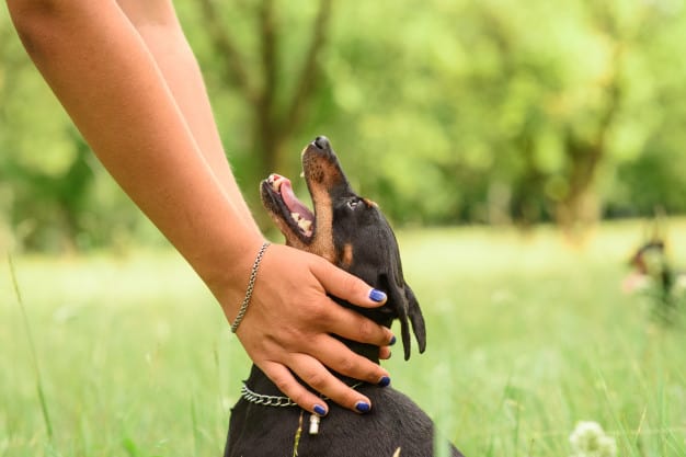 Pinscher feliz