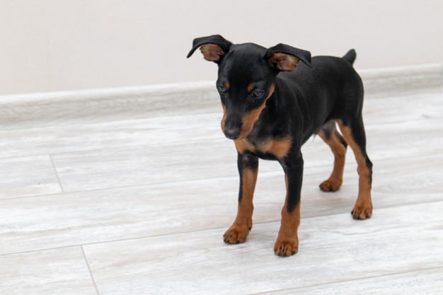 cachorro preto