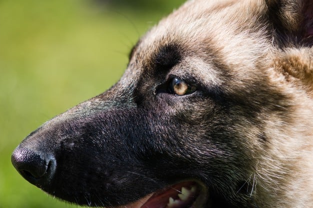 Se o cão tiver os olhos inchados, o que fazer? 3 oftalmologista de cachorro