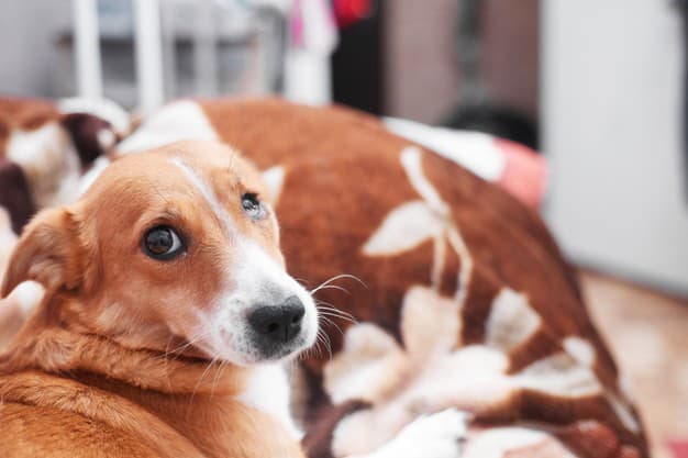 Oftalmologista de cachorro: Quando procurar? 4 cãozinho com problema no olho