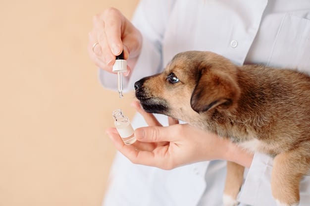 Oftalmologista de cachorro: Quando procurar? 2 oftalmologista de cachorro