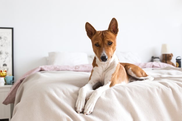 Oftalmologista de cachorro: Quando procurar? 3 oftalmologista de cachorro