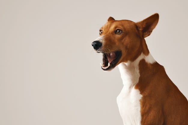 pênfigo em cães