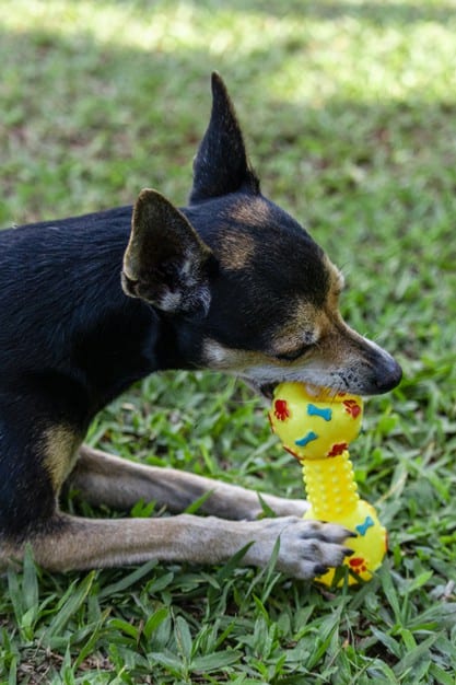Pinscher bricando