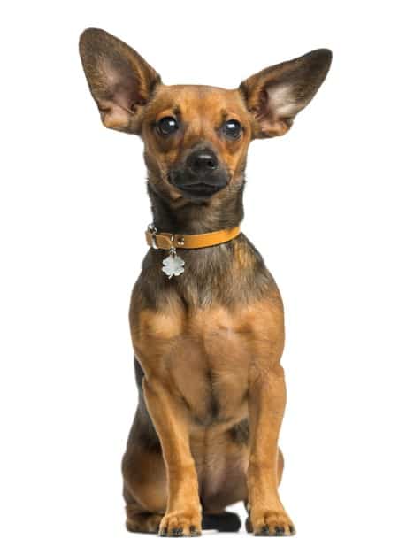 Pinscher marrom