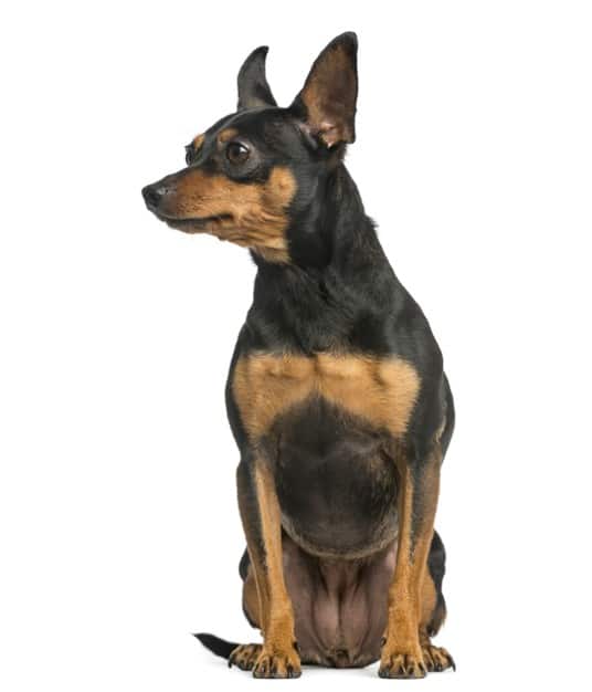 Pinscher preto e marrom