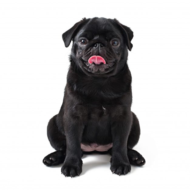 Pug preto