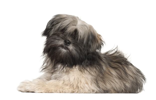 retrato de lhasa apso contra fundo branco 191971 6073