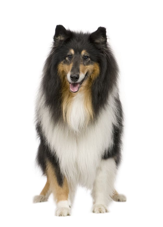 Informações, fotos, características e fatos sobre a raça de cachorro Rough Collie 1 Rough Collie
