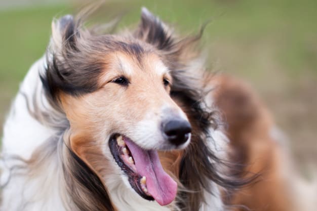 Rough Collie brincando