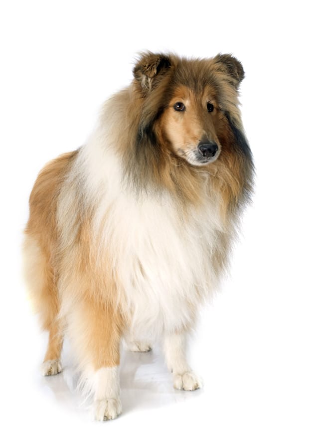 rough collie 87557 10588