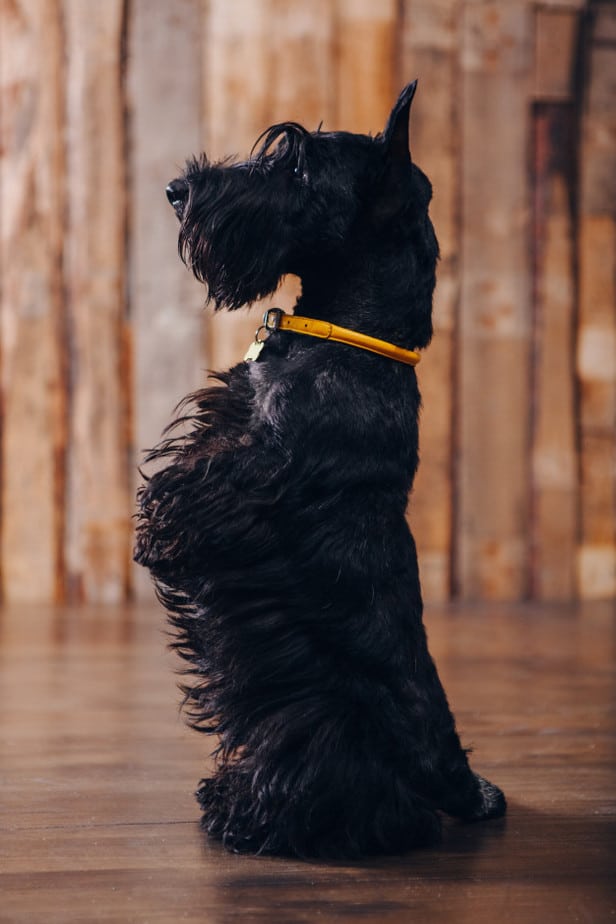 cachorro em pé
