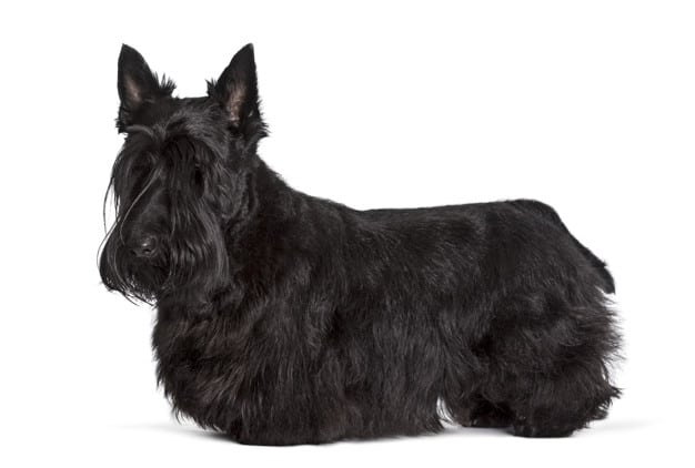 cachorro preto